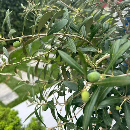 Plexus By Don エフォリエ・スド