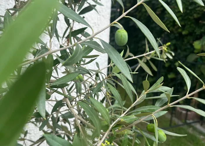 Casa de hóspedes Plexus By Don Eforie Sud (Constanta)