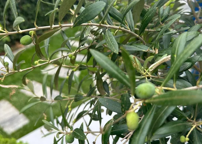 Plexus By Don Eforie Sud (Constanta)